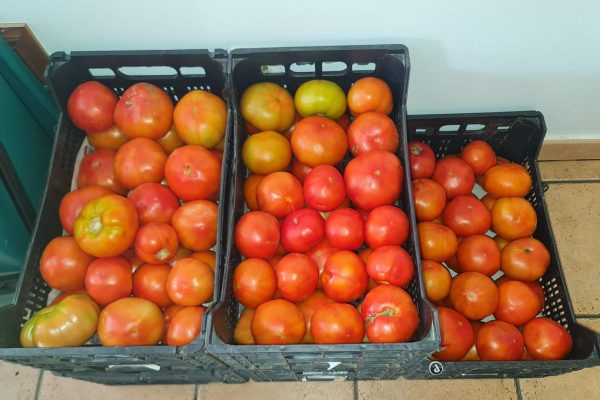 vajas de tomates rojos